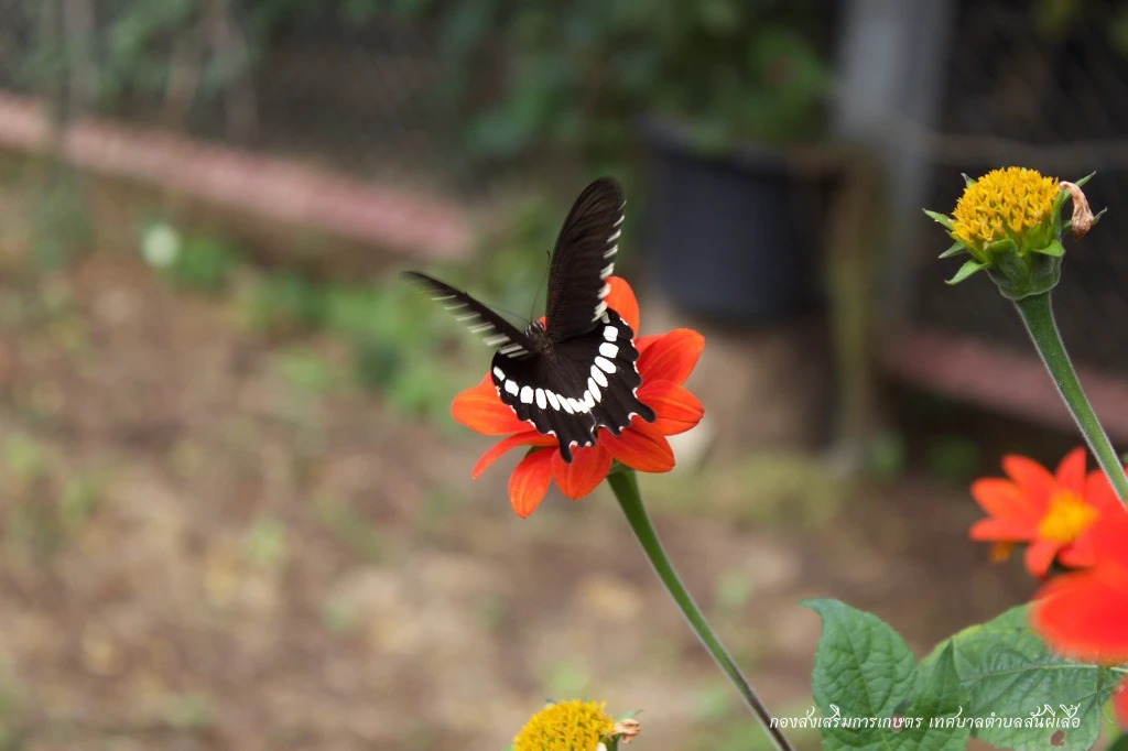 catalogs_file_360_33_36_218693.webp